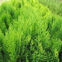 側(cè)柏 國(guó)槐 油松 華山松 白皮松 核桃苗 花椒苗