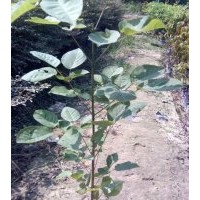 新品種上市紫花風鈴木小苗