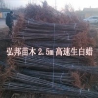 白蠟速生白蠟 山東白蠟