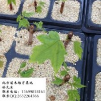 紅楓