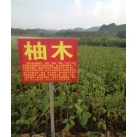 大量供應(yīng)海南黃花梨，柚木，金絲楠，沉香等樹苗