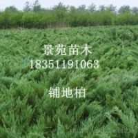 江蘇苗木鋪地柏價(jià)格