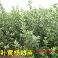 大葉黃楊幼苗