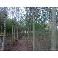 大量供應(yīng)速生國槐