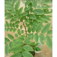 廣東黃花梨苗、海南黃花梨苗供應(yīng)、精品黃花梨苗