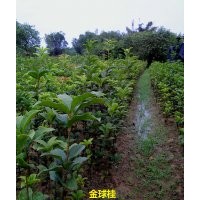 供應(yīng)60-70公分高金球桂移栽小苗