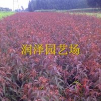 綠化樹、彩葉樹暢銷品種--碧桃，紅葉碧桃，紫葉碧桃