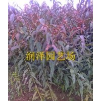 紅葉碧桃/綠葉碧桃/菊花碧桃/龍柱碧桃盡在潤澤園藝碧桃基地