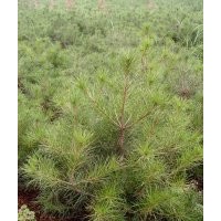 供側(cè)柏，白皮松，油松，雪松，儈柏，華山松