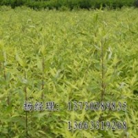 金葉榆海源廠家專業(yè)批發(fā)供應