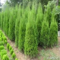 白皮松 油松 華山松 雪松 側(cè)柏