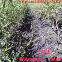 出售垂柳明條、插穗、銀中楊插穗