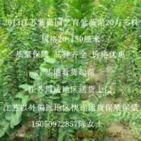 沭陽癢癢樹苗批發(fā)百日紅苗價(jià)格咨詢1米高紅花紫薇苗批發(fā)