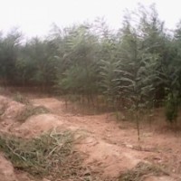 國(guó)槐苗