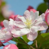 怎么延長西府海棠的花期