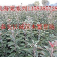 熱銷紅葉碧桃精品苗木紅葉李泰安以誠(chéng)苗木繁育場(chǎng)