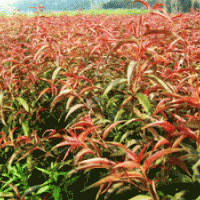 供應(yīng)紅葉碧桃苗