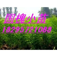 急售刺槐苗 國槐苗 花椒苗 側柏苗 油松苗