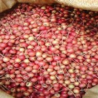 甜茶果/甜茶種子/甜茶小苗價(jià)格