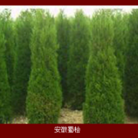 安徽，蜀檜，龍柏