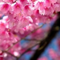 日本紅櫻花