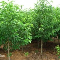 樂(lè)昌含笑小苗批發(fā)
