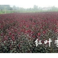 青州紅葉李
