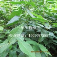 50厘米高臘梅苗批發(fā)初冬開花苗寒冬一道美麗風(fēng)景線臘梅花苗1元一