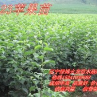 123蘋果苗，遼寧123蘋果苗，吉林123蘋果苗