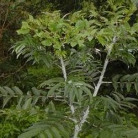 食茱萸（鳥(niǎo)不踏，紅骨刺楤，紅楤木）小苗出售