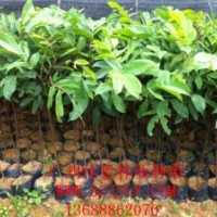 儀花營(yíng)養(yǎng)苗儀花小袋苗供應(yīng)儀花價(jià)格優(yōu)惠