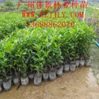 和順樹營(yíng)養(yǎng)苗和順樹種子供應(yīng)和順樹價(jià)格優(yōu)惠