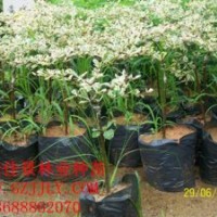 錦葉欖仁營(yíng)養(yǎng)苗供應(yīng)商錦葉欖仁種子錦葉欖仁種苗價(jià)格