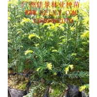 紅豆杉種苗紅豆杉營(yíng)養(yǎng)苗紅豆杉種子，首選廣州佳景林業(yè)種苗苗圃