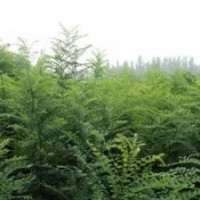 國槐槐苗 0.8cm以上 500萬 刺槐苗 0.8cm以上