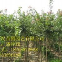 供應(yīng)山東五角楓 0.5-3公分 自家種植
