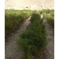 出售岷江柏樹小苗，苗高50cm-150cm