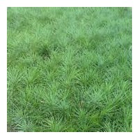國槐苗 木瓜苗 側柏苗 白皮松 油松 欒樹苗