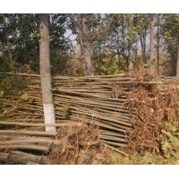 特價供應1-3公分速生法桐苗、國槐苗、白臘苗、北欒苗
