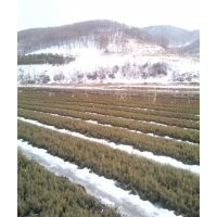 出售樟子松 云杉紅松 黑松