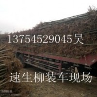 速生柳，速生柳小苗，2-10公分速生柳
