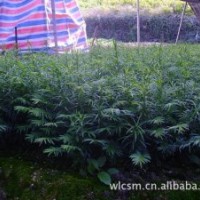 南方紅豆杉