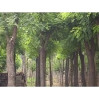 供應(yīng)國槐、國槐苗、國槐樹