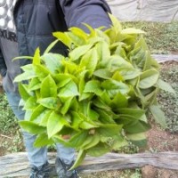 桂花種苗種籽、香樟種苗（小葉、中葉、大葉），天竺桂苗