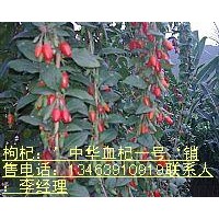 出售：優(yōu)質(zhì)枸杞樹(shù) 枸杞小苗 金銀花樹(shù) 金銀花小苗