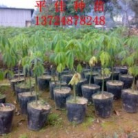 供應(yīng)大腹木棉小苗20厘米-100厘米 綠化苗木大量批發(fā)供應(yīng)