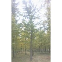 本基地常年供應2-80公分實生銀杏樹