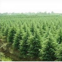 供應(yīng)雪松、油松、白蠟、五角楓