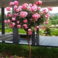 薔薇大量批發(fā)嫁接樹狀月季花苗批發(fā)樹狀月季苗樹狀月季樹苗