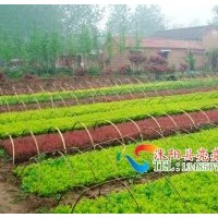 扦插籽播小苗，龍柏，蜀檜，黃楊、衛(wèi)矛、女貞等